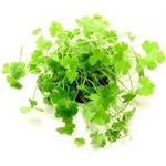 Hydrocotyle tripartita - Pupečník trojdílný – Hledejceny.cz