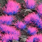 Dekorace GamersGrass Alien Neon – Zboží Živě