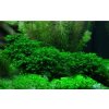 Akvarijní rostlina I--Z Fissidens fontanus - Phoenix moss