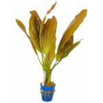 Echinodorus Osiris – Zboží Dáma