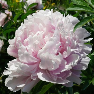 Pivoňka The Fawn Paeonia lactiflora hlízy pivoňky 1 ks – Zboží Dáma