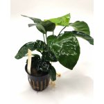 Anubias barteri - Anubias Barterův – Zboží Dáma