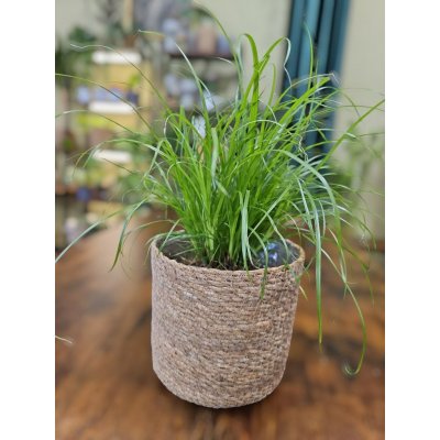 Kočičí tráva – Sleviste.cz