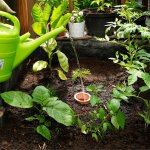 Tuselie Zavlažovací nádoba olla záhonová velikost M objem 3 l – Zboží Dáma