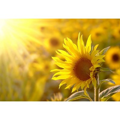 WEBLUX 17477297 Fototapeta vliesová Sunflower on a meadow in the light of the setting sun Slunečnice na louce ve světle zapadajícího slunce rozměry 145 x 100 cm – Zboží Mobilmania