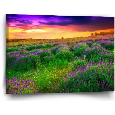 Sablio Obraz Levandulové pole - 60x40 cm – Hledejceny.cz