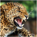 Pohlednice leopard 3D – Zboží Mobilmania