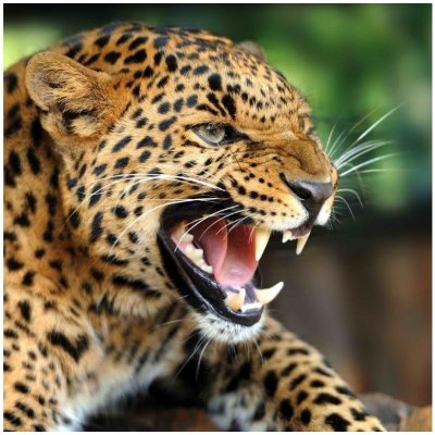 Pohlednice leopard 3D – Zboží Dáma