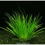 Acorus gramineus – Zboží Mobilmania