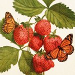Skona Ting Papírový ubrousek Strawberry & Butterfly – Hledejceny.cz
