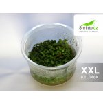 Alternanthera reineckii - Plevuňka reinekova – Sleviste.cz