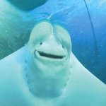 Midi Lidi - Give Masterpiece A Chance – Sleviste.cz