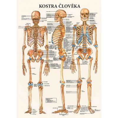 Vydavatelství Poznání Anatomický plakát - Kostra člověka 47 x 63 cm | CS, LA – Zboží Dáma