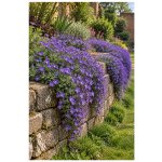 Aubrieta deltoidea CASCADE BLUE - tařička – Hledejceny.cz