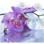 E-shop24 Samolepicí dekorace na kachličky Orchidei III. 15 x 15 cm – Zboží Mobilmania