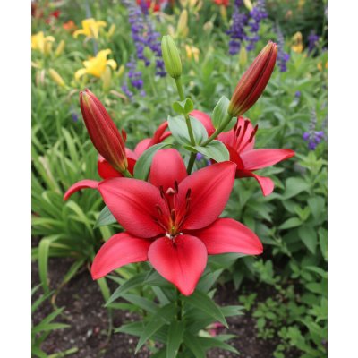 Lilie 'Orfeo' 1 ks – Zboží Dáma