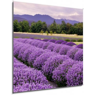 Obraz 1D - 50 x 50 cm - Lavender Farm in Sequim, Washington, USA Lavender farma v Sequim, Washington, USA