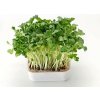 Osivo a semínko Toraf Microgreens, semínka na klíčky - Řeřicha 30g