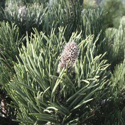 Borovice černá zakrslá Botanico Pinus nigra 'Oregon Green' výška 40-60 cm květináč 6 l – Hledejceny.cz