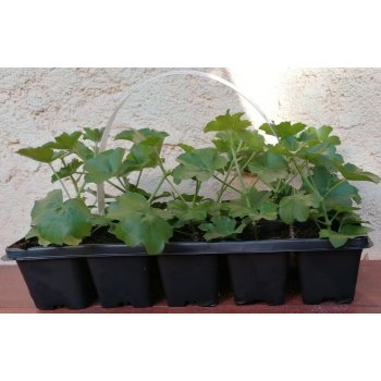 Muškát - Pelargonium - multipack - plnokvětý červený