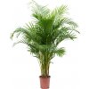 Květina Gardners Dypsis Lutescens (areca), průměr 24 cm Palma areková