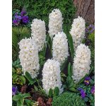 Hyacint 'Aiolos' 3 ks – Zboží Dáma