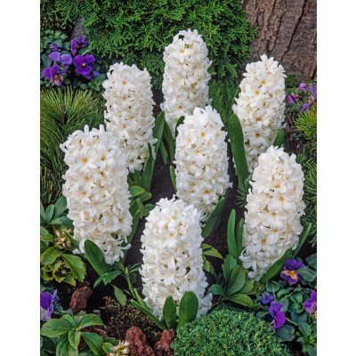 Hyacint 'Aiolos' 3 ks – Zboží Dáma