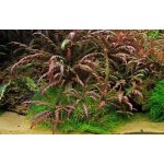 Hygrophila pinnatifida - Mokřanka peřenoklaná – Zboží Dáma