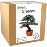 Sada pro pěstování Bonsai smrk stříbrný vypěstuj si vlastní strom – Hledejceny.cz