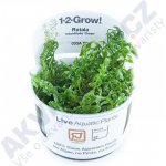 Rotala rotundifolia green – Zboží Dáma