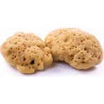 Caribbean Sun Mycí houba jaderská 13-15 cm – Zboží Dáma