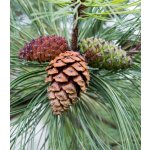 Borovice těžká Pinus ponderosa prodej semen 6 ks – Hledejceny.cz