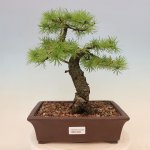 Venkovní bonsai - Larix decidua - Modřín opadavý – Zbozi.Blesk.cz