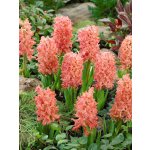 Hyacint 'Gipsy Queen' 3 ks – Hledejceny.cz