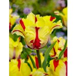 FLAMING PARROT - ŽLUTO ČERVENÝ TULIPÁN Množství cibulek v jednom balení: 5 ks – Sleviste.cz