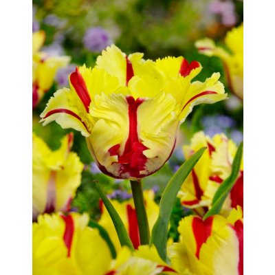 FLAMING PARROT - ŽLUTO ČERVENÝ TULIPÁN Množství cibulek v jednom balení: 5 ks – Sleviste.cz