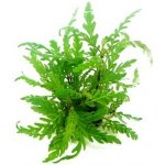 Hygrophila pinnatifida - Mokřanka peřenoklaná – Zboží Dáma