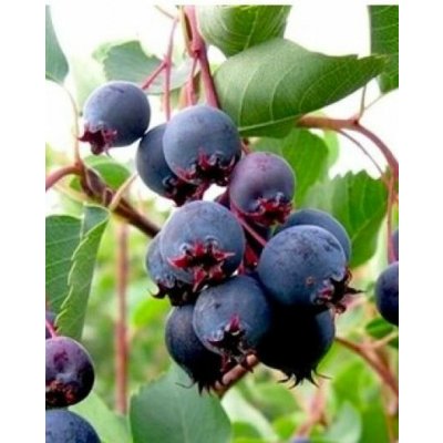 Amelanchier alnifolia 'Northline' Prodejní velikost: 050/080, Velikost hrnku: 5 l – Hledejceny.cz