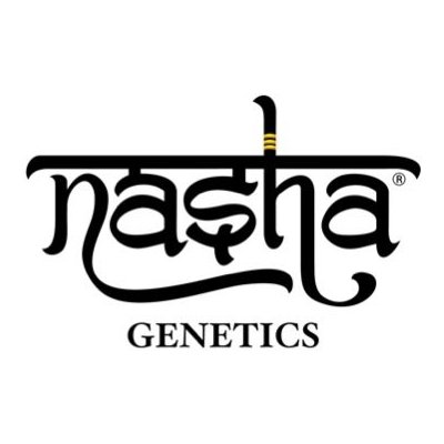 Nasha Genetics CREAM LINE Gorilla Glue semena neobsahují THC 10 ks – Zboží Mobilmania