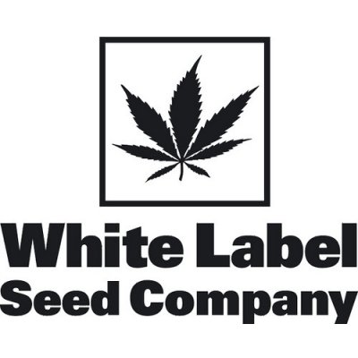 White Label White Diesel Haze Automatic semena neobsahují THC 10 ks – Hledejceny.cz