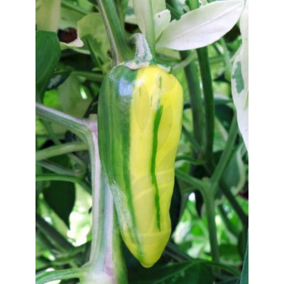 Semena Hot Fish – Zboží Mobilmania