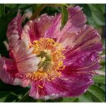 Paeonia itoh 'And. Kaleidoscope' Velikost hrnku: 3 l žlut – Zboží Dáma