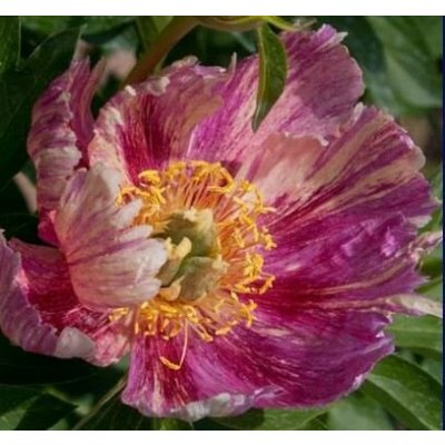 Paeonia itoh 'And. Kaleidoscope' Velikost hrnku: 3 l žlut – Zboží Dáma