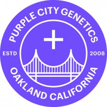Purple City Genetics Alfajores semena neobsahují THC 3 ks