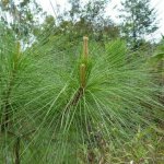 Borovice gerardiana Pinus gerardiana semena 5 ks – Hledejceny.cz