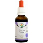 SALVIA PARADISE Tinktura Čekanka Kořen 50 ml – Hledejceny.cz