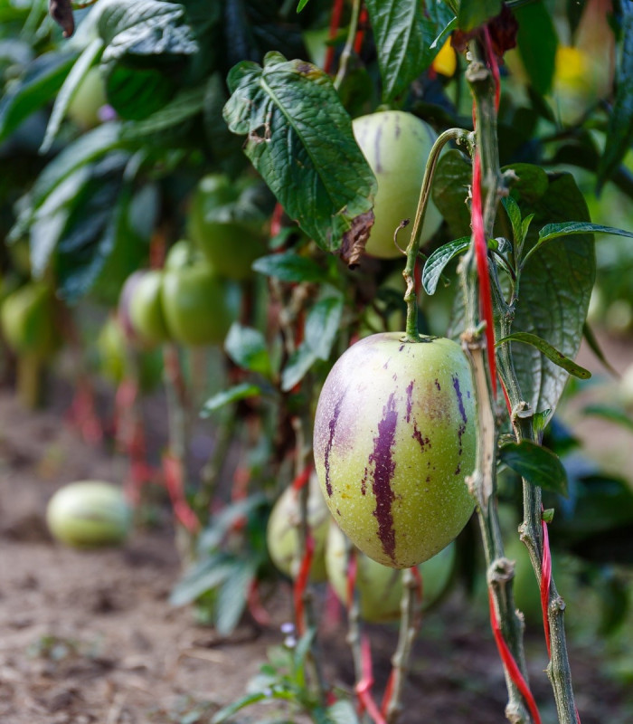 Pepino gold - Solanum muricatum - semena - 5 ks