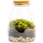 Gardners Skleněná dóza Acorus s korkovým špuntem, 9x12,5 cm - osázené vlhkomilně – Hledejceny.cz