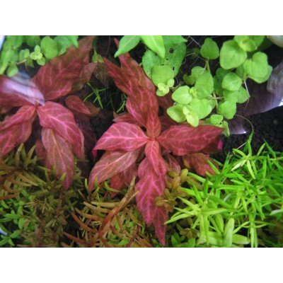 Alternanthera reineckii Rosanervig 5,5 cm – Zboží Mobilmania