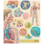 Albi Kouzelné čtení Kniha Lidské tělo – Hledejceny.cz